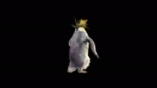 Dancing Spiky Hair Penguin Alpha Channel Loop