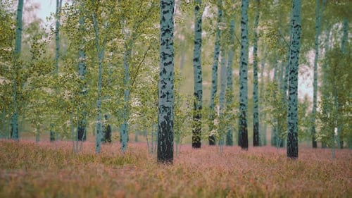 White Birch Trees in the Forest in Summer