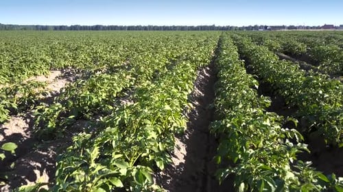 Close View Flycam Films Beautiful Green Field Full of Potato