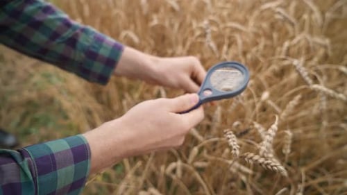 Man Farmer Stands in the Field of Rye and Looks at the Ears of Rye and Seeds Through a Magnifying
