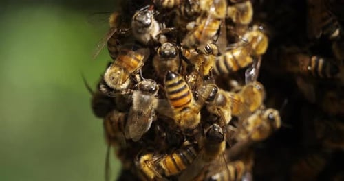 Swarm of bees, occitanie, France