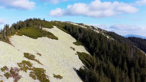 Immergrüner Wald auf dem High Stone Mountain unter blauem Himmel