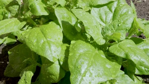 Spinach planted in the soil. Seen up close