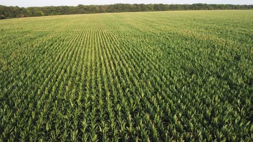 Young Corn in the Field Aerial View