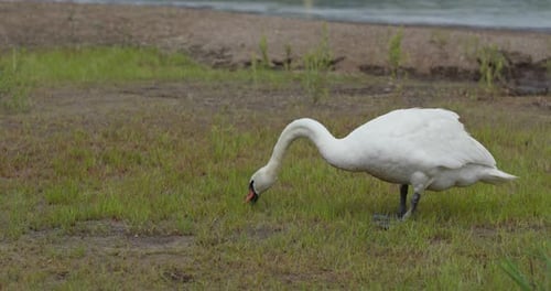 Swan Eat Grass on The Grass