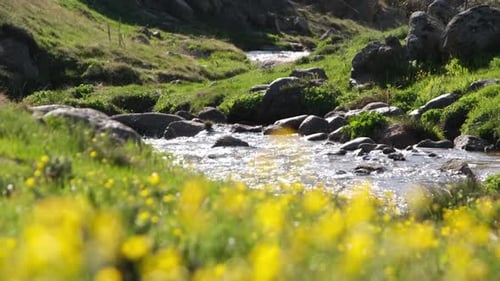 Stream Und Natur