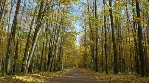 Autumn Leaves Illuminate a Peaceful Forest Path