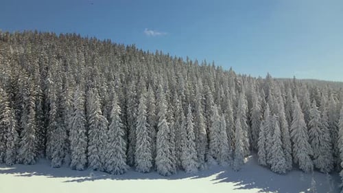 Aerial view of tall pine trees covered with fresh fallen snow in winter mountain forest on cold