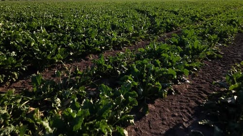 Aerial View of Beet Rows Field in Agricultural Landscape in Ukraine Harvest Sugar Beet