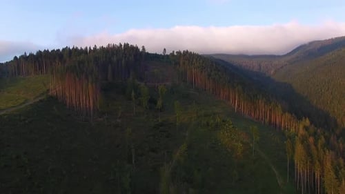 Entwaldung. Drohnenaufnahme des in der Ukraine zerstörten Waldes
