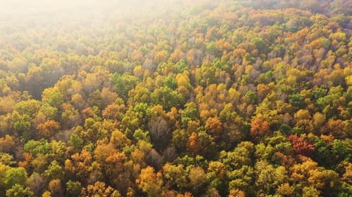 Aerial top down view of autumn forest with green and yellow trees. Mixed deciduous and coniferous fo