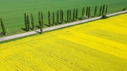 Blooming Rapeseed Field