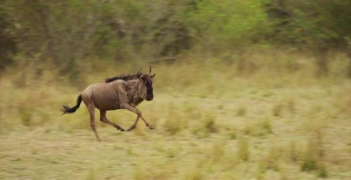 Wildebeest Galloping Across Grassy Plains in Daytime