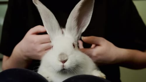 Young Girl Sits on Chair and Stroke White Rabbit at Home Close Up