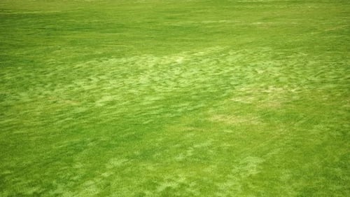 Aerial View on Green Wheat Field in Countryside