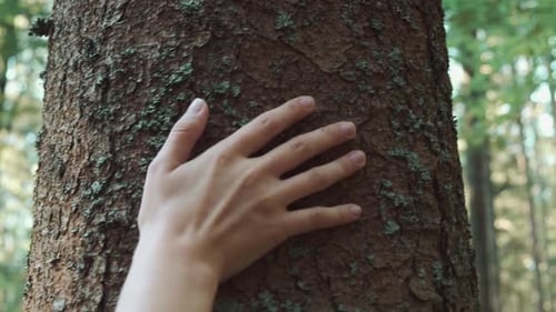 Woman Touches Thick Tree Trunk with Green Moss in Forest
