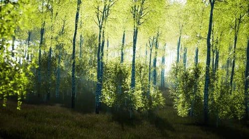 Summer July View of Birch Grove in Sunlight