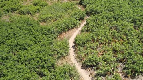 Aerial view of hiking trail winding through green foliage