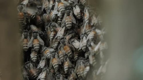 Bee Swarm