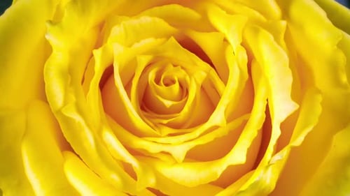 Gelbe Rose öffnet ihre Blüte im Zeitraffer