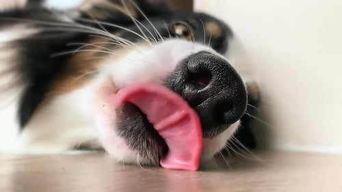 Dog Sticks Tongue Out in Extreme Close-Up