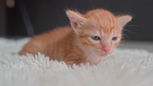 Close up of Cute Ginger Kitten Resting