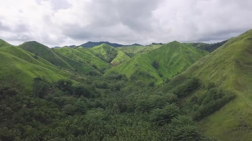 Flying Above Beautiful Lush Green Jungle with Palm Trees