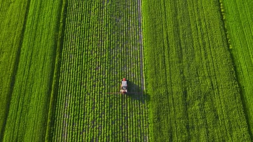 Top View of Tractor Sprays Fertilizer on Agricultural Plants on the Rapeseed Field