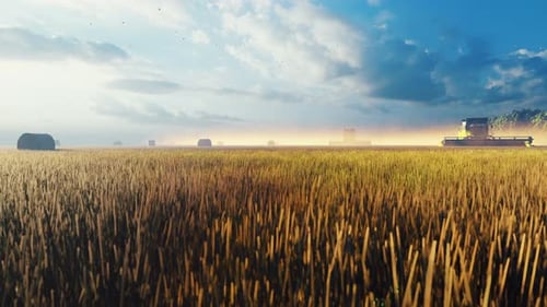 Combine Harvester Working in Golden Wheat Field at Sunset
