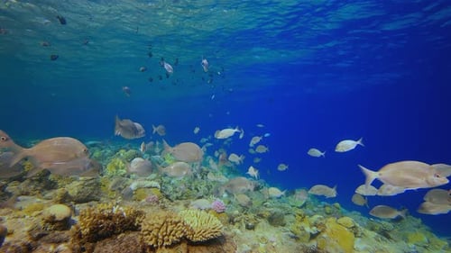 School of Fish Swim Near Colorful Coral Reef