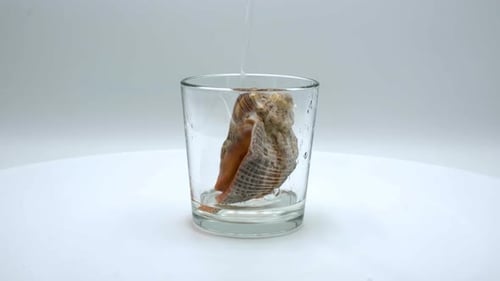 Rapana sea shells on a white background