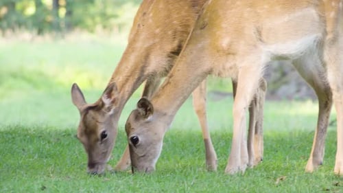 Fallow Deer Does Graze in a Meadow By a Forest on a Sunny Day - Closeup