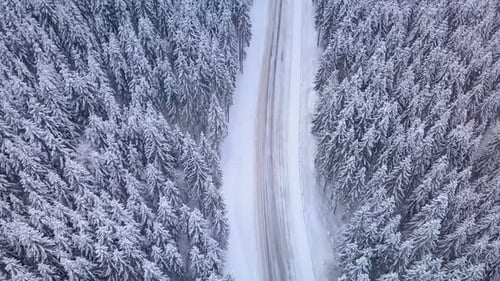Aerial Flight Over Winter Forest with Road