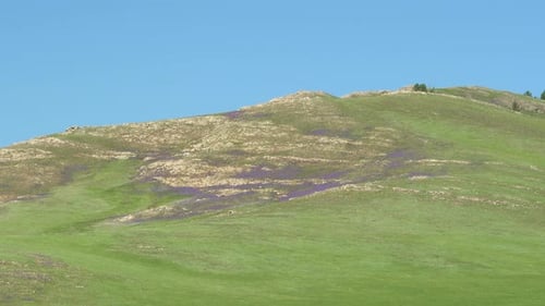 Meadow Covered With Purple Flowers on Treeless Dome Hills