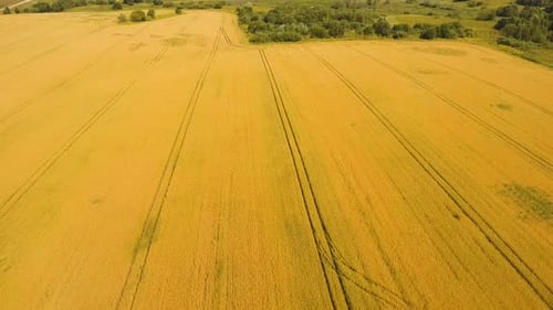 Aerial View of Golden Wheat Field