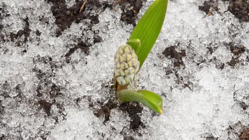 Plant Sprout Growing From Snow and Ice