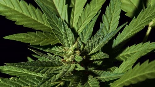 Close-up CBD Cannabis Plant and Hemp Inflorescence. Ganja Leaves Macro View. Vegetative Stage of