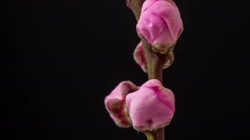 Blossom Blooming Time Lapse on Black Background