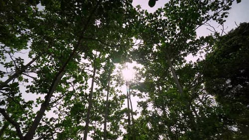 Green tropical forest at Malaysia