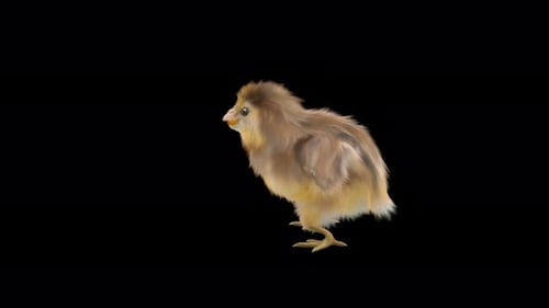 Realistic Animated Chick Standing and Looking Around Alpha Channel Loop