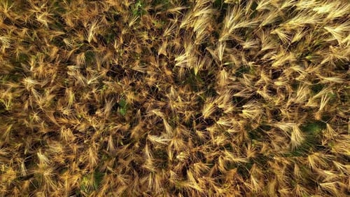 Gold Wheat Field in Summer