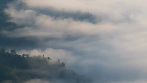 Forêt de brume