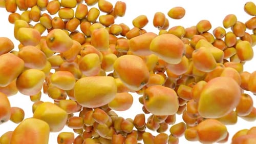 Fresh Mangoes Falling on White Background