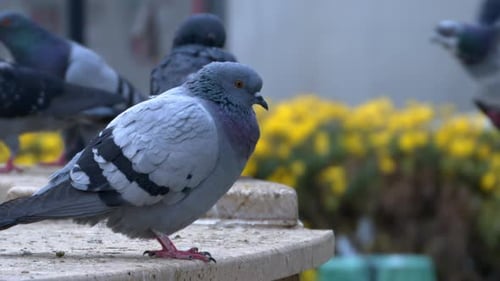Pigeon sauvage debout et observant
