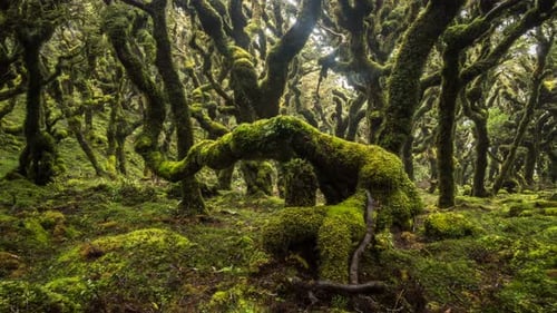 Mossy Trees Grow in a Mysterious Green Forest