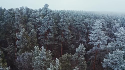 Aerial View of Snowy Evergreen Forest in Winter