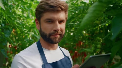 Man Using Tablet in Tomato Greenhouse