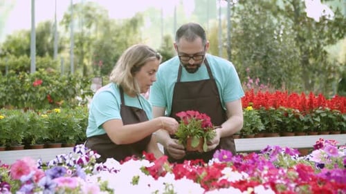 Man and Woman Arranging Flowers in Nursery