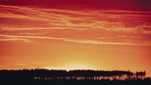 Sunset Sky Above Pine Forest