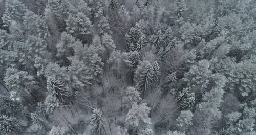 Winter Landscape Forest